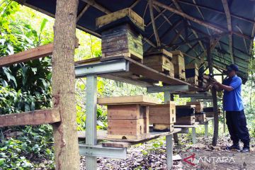 Wisata sarang lebah madu Trigona di Hutan Kota Srengseng