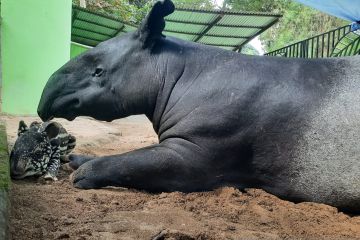 KB Jambi tambah koleksi anak tapir jantan bernama Erli Adha