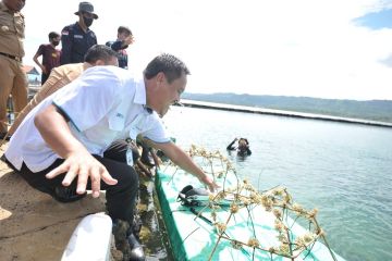 Antam bersama pemuda transplantasi 1.000 bibit karang di Hakatutobu