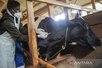 Satgas: 435.035 ekor sapi sudah menerima vaksin PMK