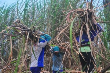 Rencana subsidi gula tebu kepada petani