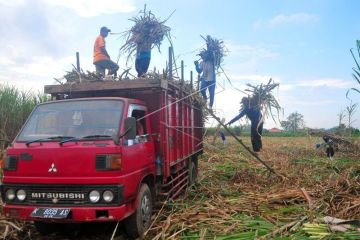 Rencana subsidi gula tebu kepada petani