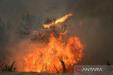 Kebakaran hutan landa Portugal dan Spanyol di tengah gelombang panas