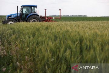 Zelenskyy: Perang kurangi setengah hasil panen gandum Ukraina