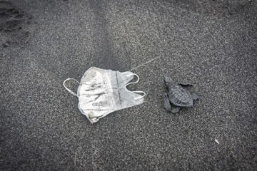 Pelepasan Anak Penyu Di Pantai