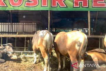 Satgas PMK: 485.217 ekor sapi telah divaksin