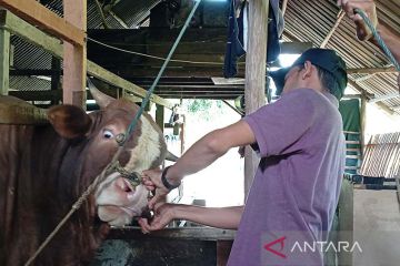 Satgas: 28.718 hewan ternak di Aceh sembuh dari PMK