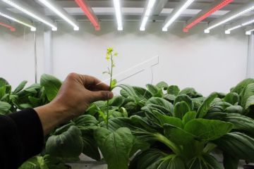 Wisata Edukasi Bertani Di Dalam Peti Kemas