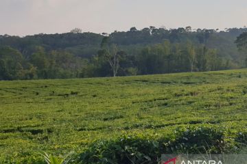 Komite Reforma Agraria Sumsel dukung pemberantasan mafia tanah