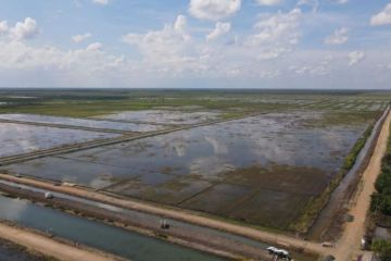 Pengamat: Food Estate dinilai bisa atasi penyusutan lahan pertanian