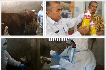 167 dokter hewan siaga di Jateng dan bantuan obat-obatan di Babel