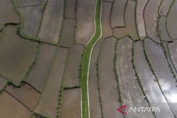 PUPUK SUBSIDI UNTUK KEBUTUHAN PETANI