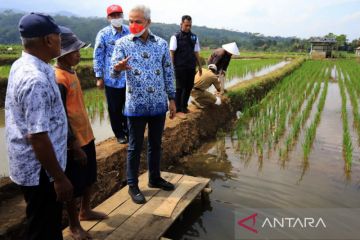 Ganjar minta mina padi direplikasi tingkatkan penghasilan petani