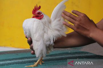 Potensi bisnis budi daya ayam Serama