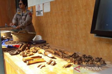 Temuan tulang pada pembangunan Puskesmas Pringsurat gegerkan warga