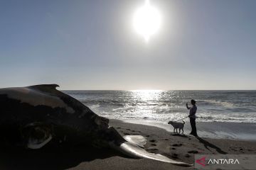 Paus bungkuk terdampar di California