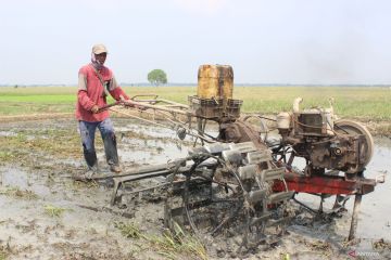 Pakar: Indonesia bisa jadi lumbung pangan dunia dengan Food Estate