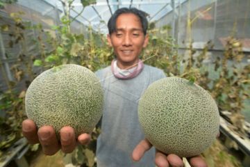 Budi daya melon madu hidroponik di Bukittinggi