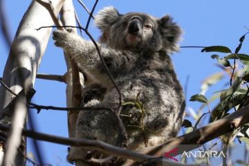 Dua tewas, lusinan rumah hangus akibat kebakaran hutan di Australia