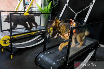 Saat anjing bisa berolahraga di sebuah pusat kebugaran