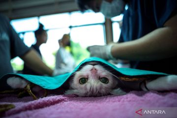 Sterilisasi kucing dan anjing liar di Bangkok