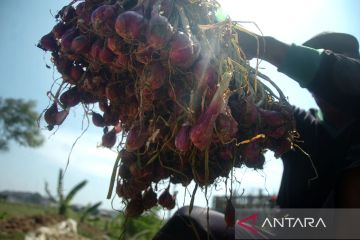 Harga bawang merah Brebes turun jadi Rp25 ribu per kg