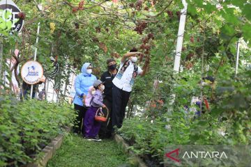 Anies panen anggur di Cilincing