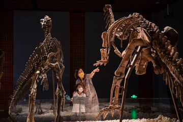 Fosil vertebrata baru ditemukan di China utara