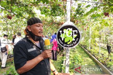 Anggur pun hidup "berdamai" di Pesisir Jakarta