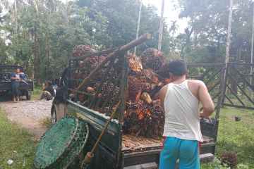 Petani minta penghapusan tarif pungutan ekspor sawit diperpanjang