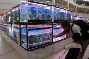 Kontes ikan lohan, peminat kembali meningkat