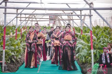 Peragaan busana di tengah kebun tembakau meriahkan Festival JKCI