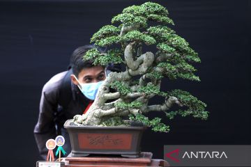 Menikmati eksotisme bonsai di pameran dan kontes tingkat nasional