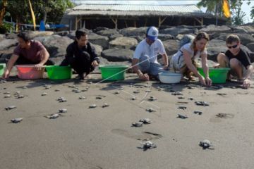 Wisatawan turut melepasliarkan tukik