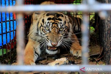 Seekor Harimau Sumatera masuk perangkap di Aceh Selatan