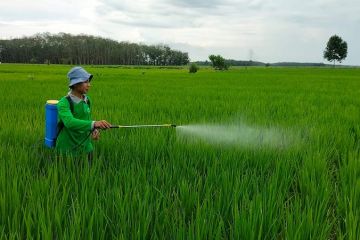 Kombinasi pupuk kimia-organik dinilai tingkatkan produktivitas padi