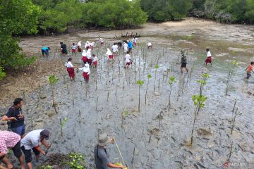 BRGM harap masyarakat semakin peduli terhadap ekosistem mangrove