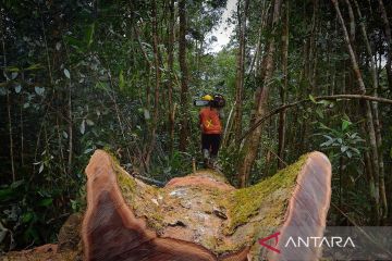 FSC kembangkan jaringan perdagangan kayu tropis berkelanjutan