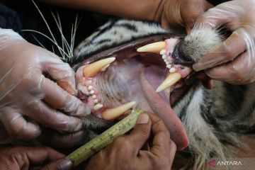 Pemeriksaan kesehatan harimau di Aceh Selatan