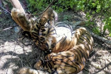 Aktivis minta pelaku penyebab matinya harimau di Aceh dihukum berat