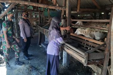 Sebanyak 80 sapi di Sidoarjo terima suntikan vaksinasi penguat