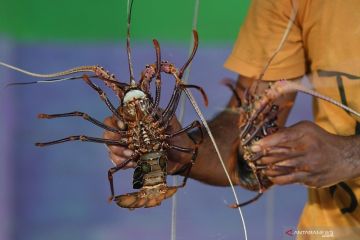 Ratusan nelayan dukung gugatan terkait ekspor benur lobster