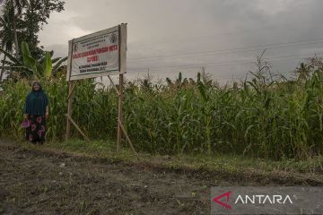 Cadangan Pangan Desa