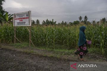 Cadangan Pangan Desa