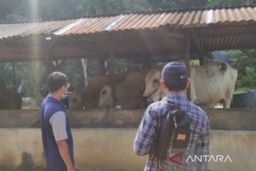 Polres Bangka Barat bantu edukasi peternak cegah PMK