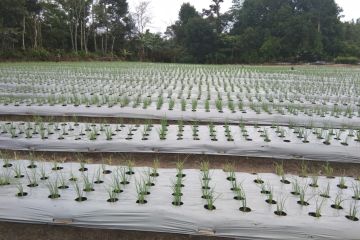 Petani Bangka sukses majukan budidaya bawang merah