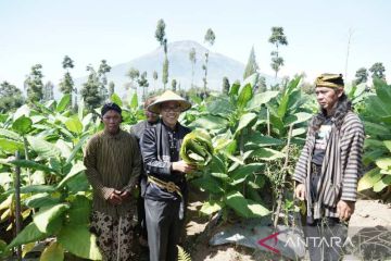 Warga lereng Sindoro Temanggung lakukan tradisi wiwit tembakau