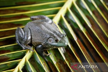 Riset: Katak bullfrog, ular pohon timbulkan kerugian miliaran dolar