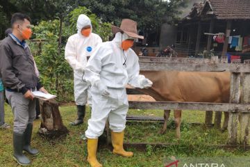 Indonesia dapat bantuan FAO dan Australia tangani wabah PMK