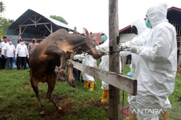 Satgas: Per Senin 805.570 sapi telah divaksin PMK